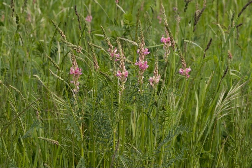 Fabaceae: Onobrychis sp.