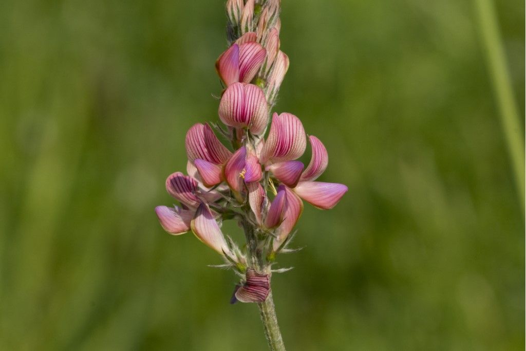 Fabaceae: Onobrychis sp.