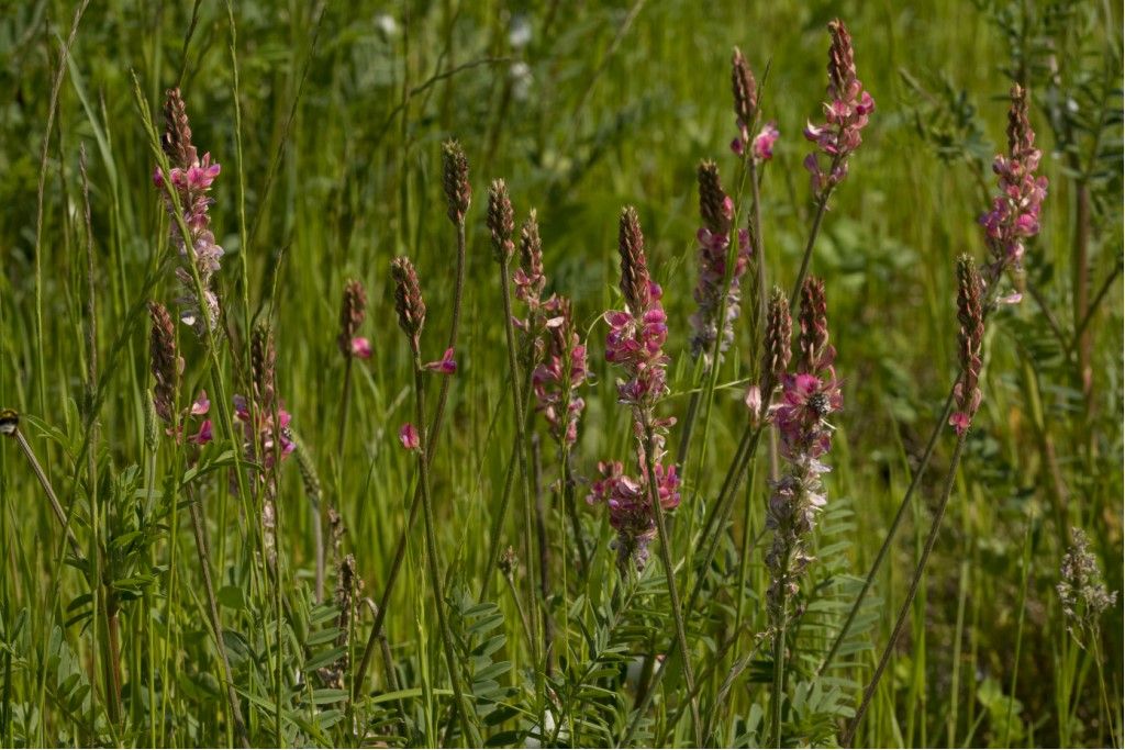 Fabaceae: Onobrychis sp.