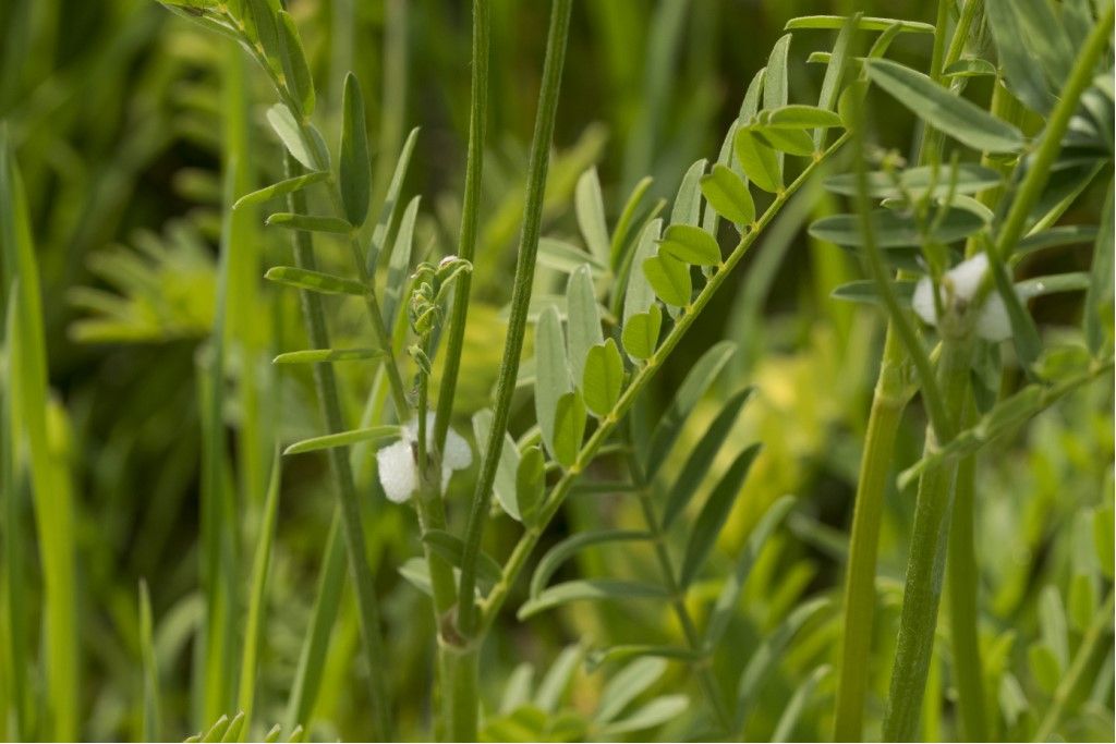 Fabaceae: Onobrychis sp.