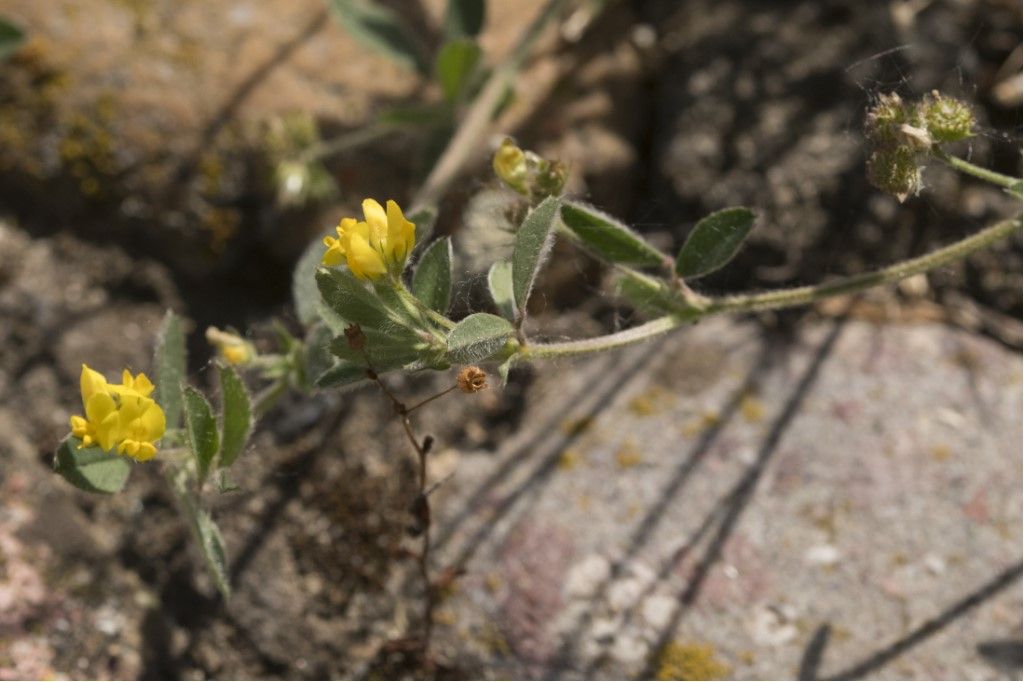 Medicago minima