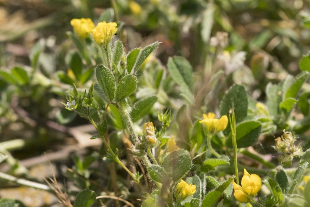 Medicago minima