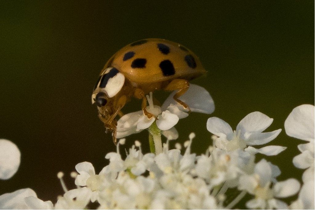 Harmonia axyridis ? S