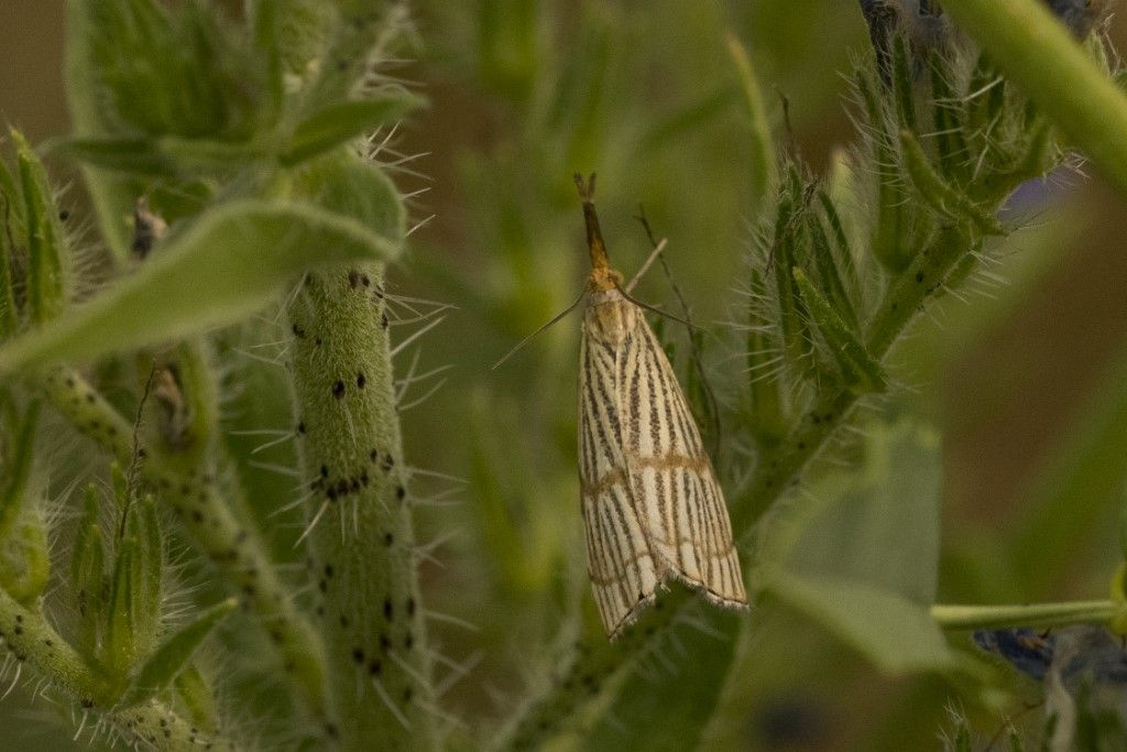 Chrysocrambus linetellus ?