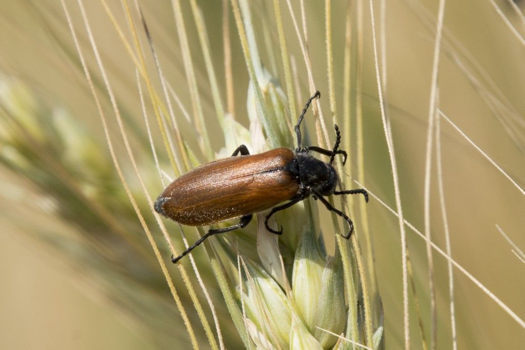 Meloidae: Lydus trimaculatus italicus (senza macule) (e Cerocoma schreberi)