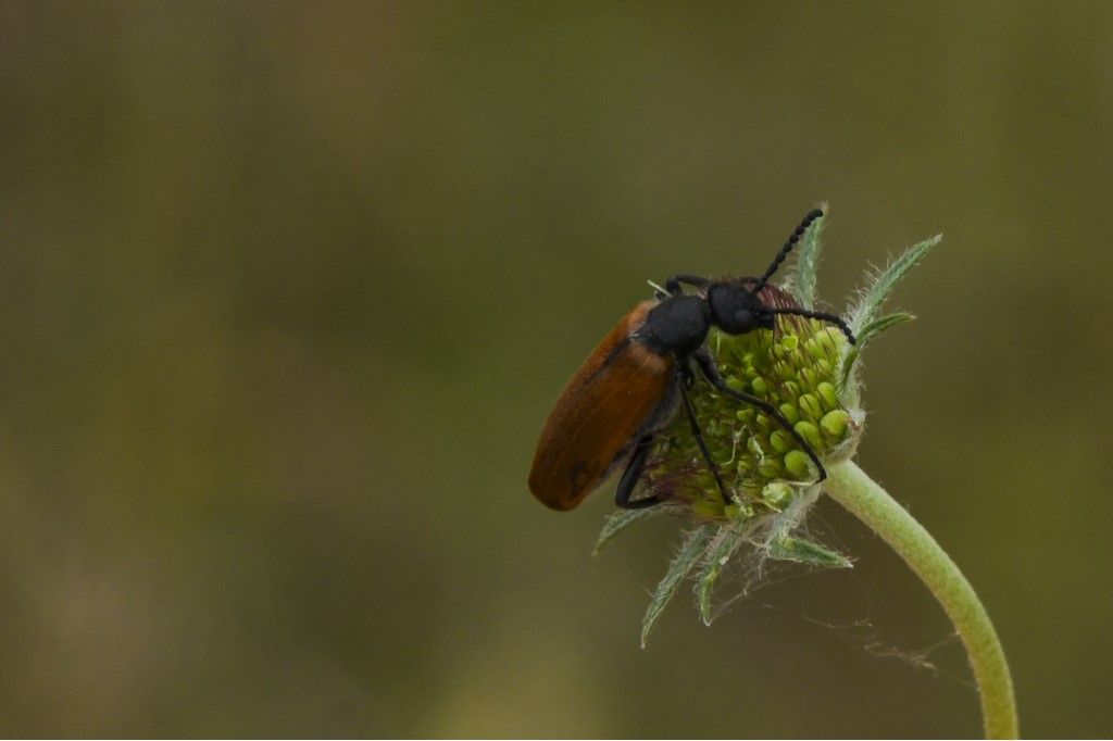 Meloidae: Lydus trimaculatus italicus (senza macule) (e Cerocoma schreberi)