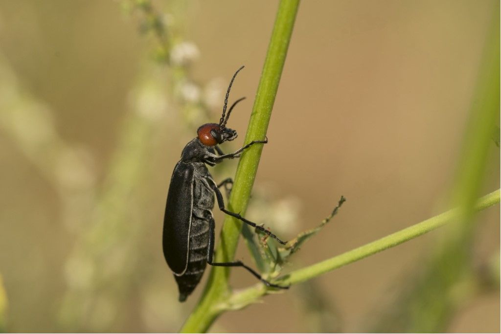 Meloidae: Epicauta rufidorsum