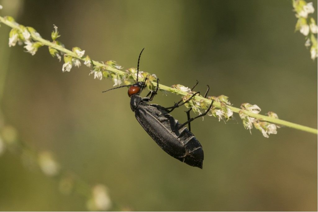 Meloidae: Epicauta rufidorsum