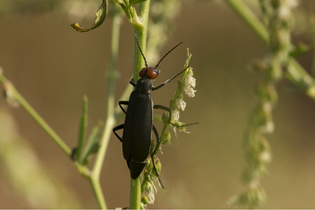 Meloidae: Epicauta rufidorsum