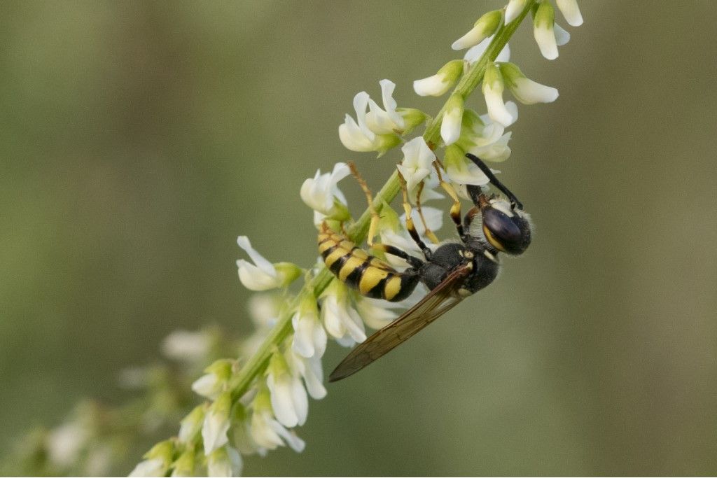 Crabronidae: maschio di Philanthus triangulum.