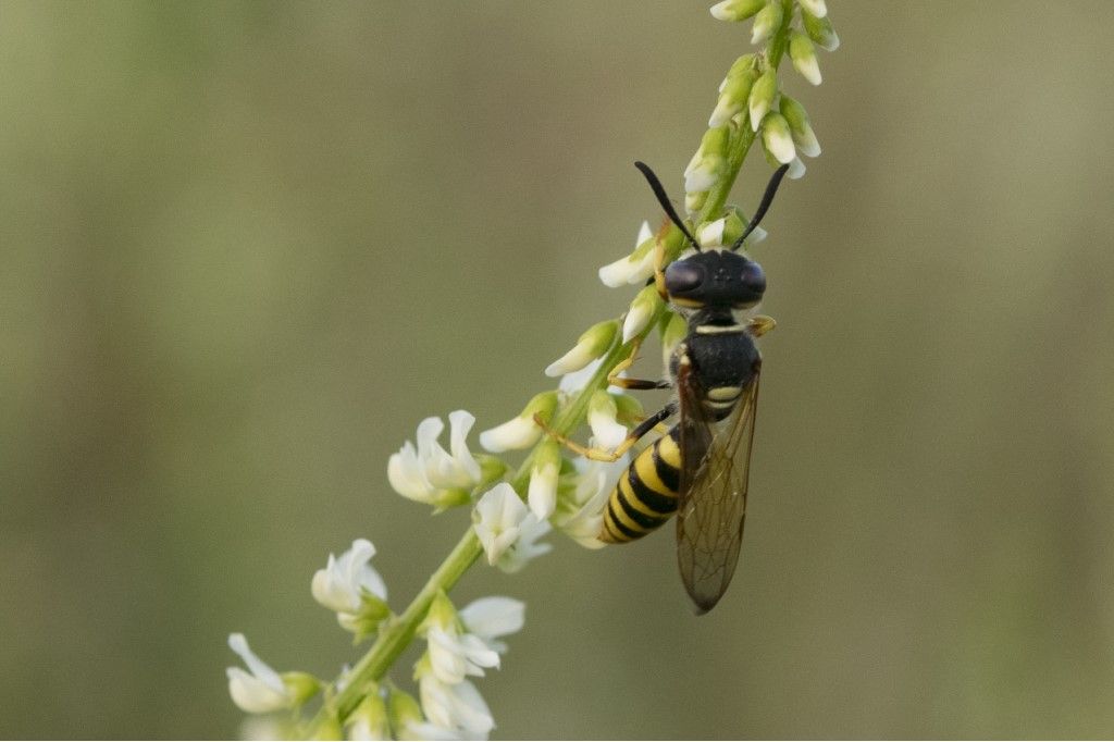 Crabronidae: maschio di Philanthus triangulum.