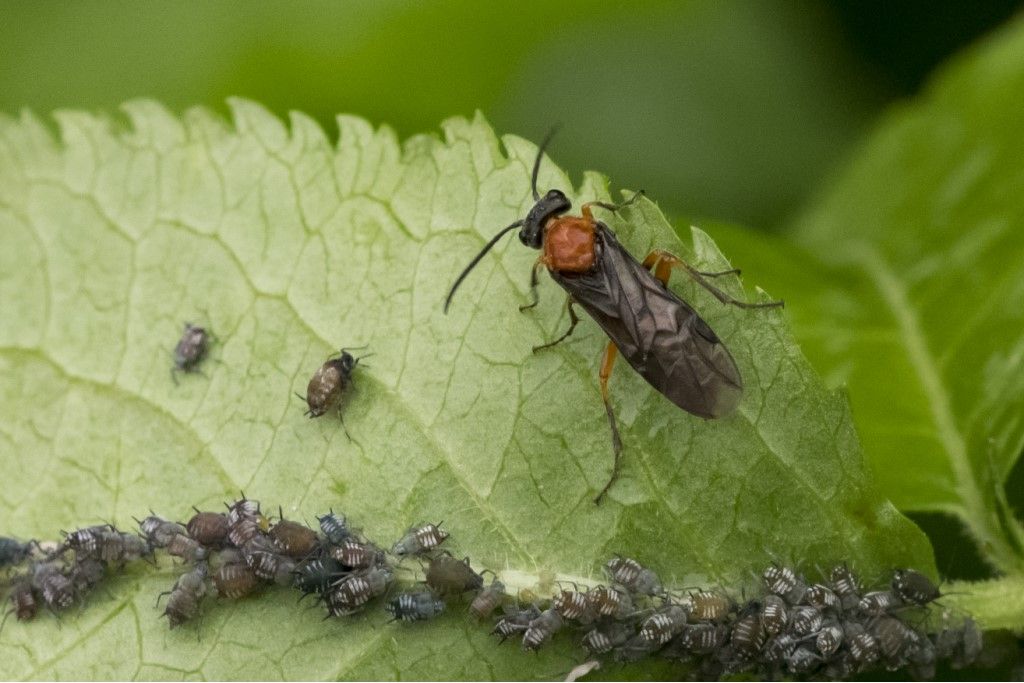 Argidae da determinare... no, Tenthredinidae, Dolerus etruscus