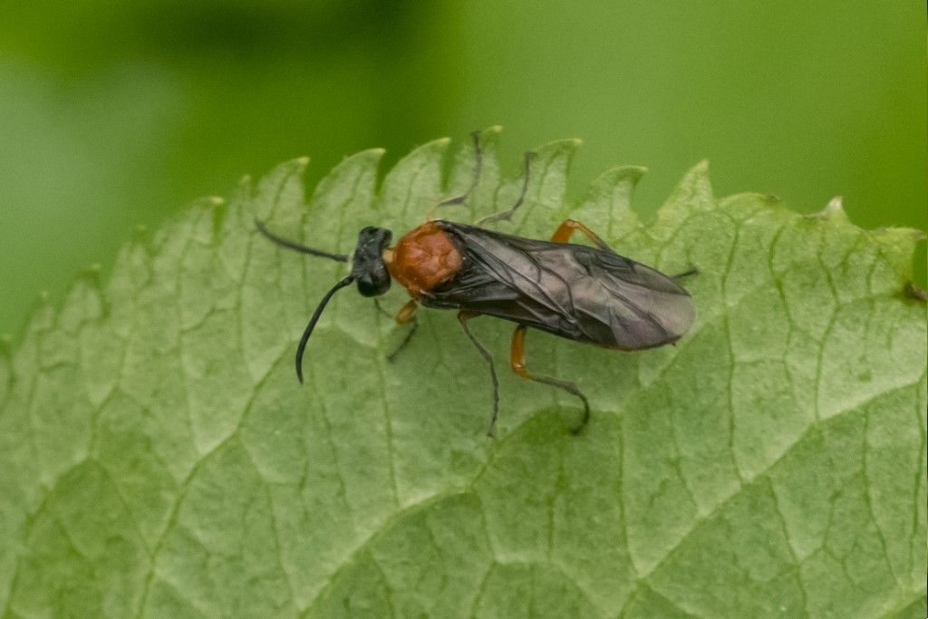 Argidae da determinare... no, Tenthredinidae, Dolerus etruscus