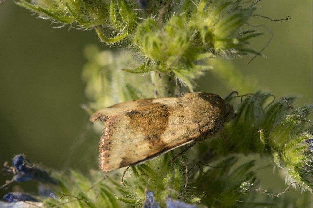 Heliothis viriplaca - Noctuidae