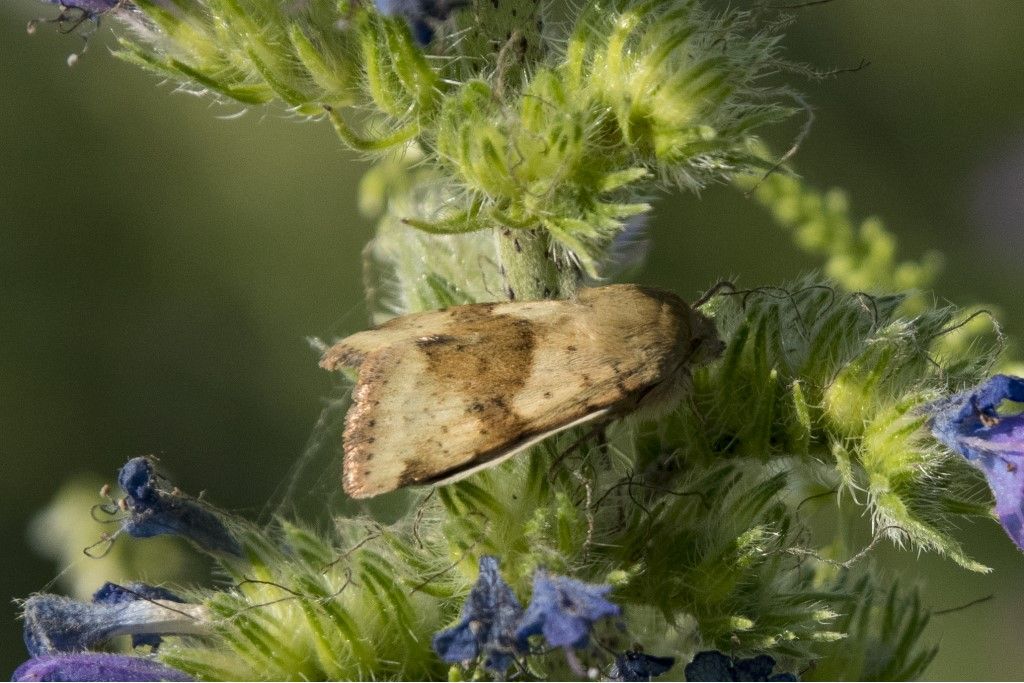 Heliothis viriplaca - Noctuidae