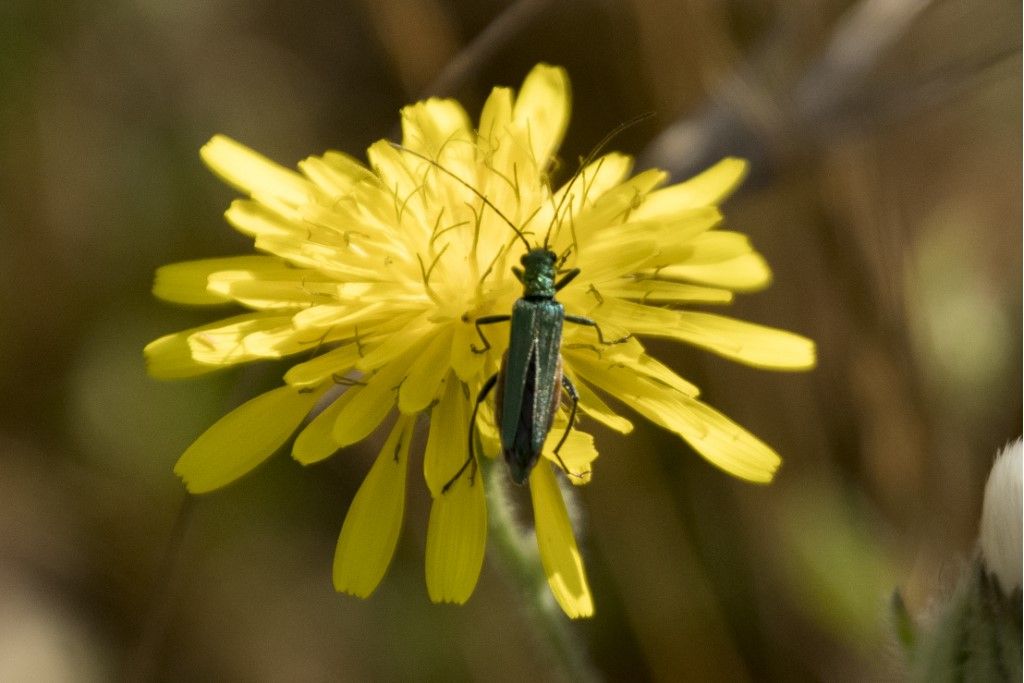 Oedemeridae: femmina di Oedemera nobilis