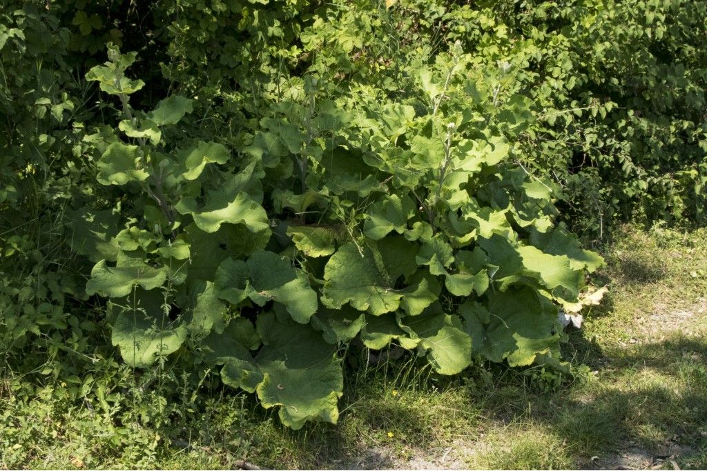 Bardana Arctium lappa ?