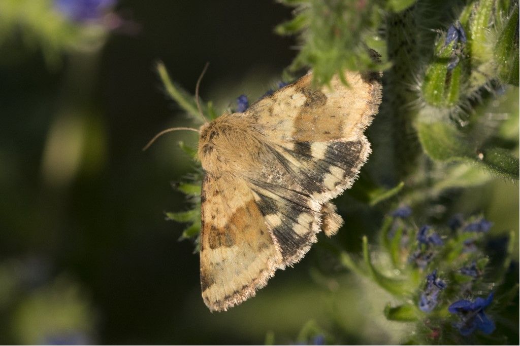 Heliothis viriplaca e Autographa gamma - Noctuidae