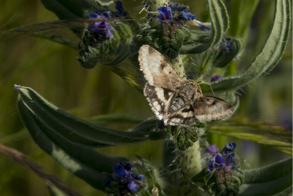 Heliothis viriplaca e Autographa gamma - Noctuidae