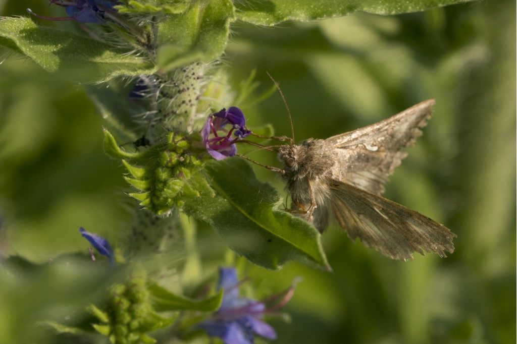 Heliothis viriplaca e Autographa gamma - Noctuidae