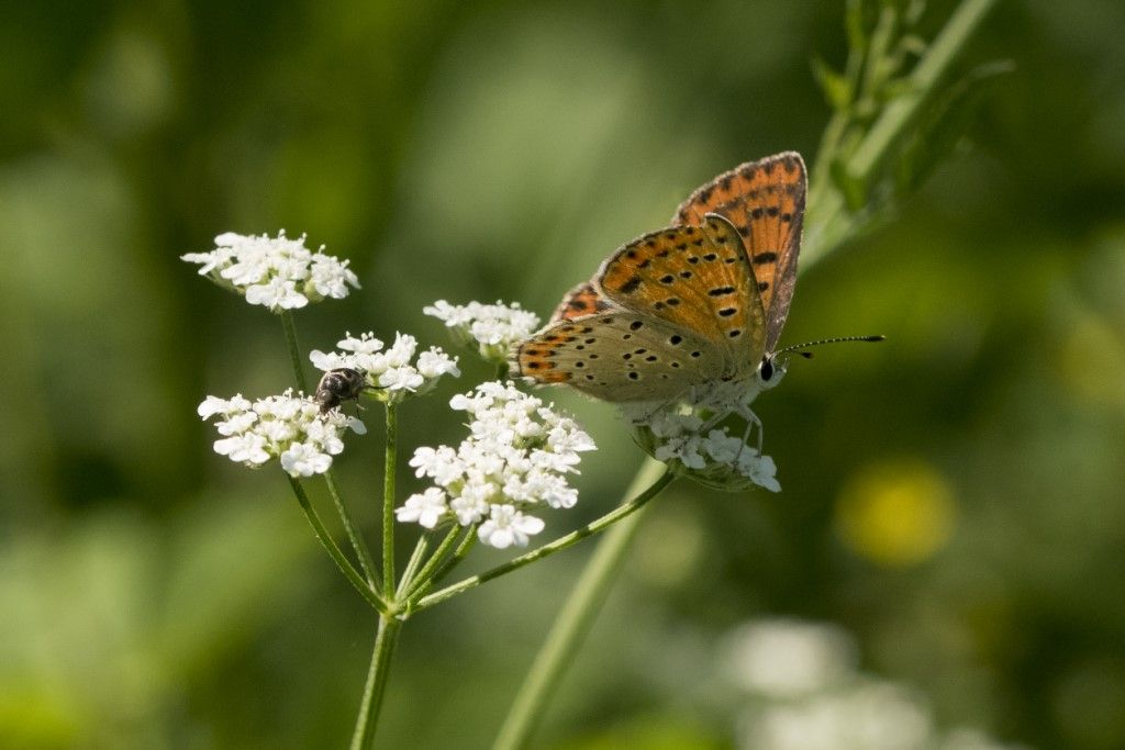 Lycaena phlaeas? No, Lycaena tityrus, femmina