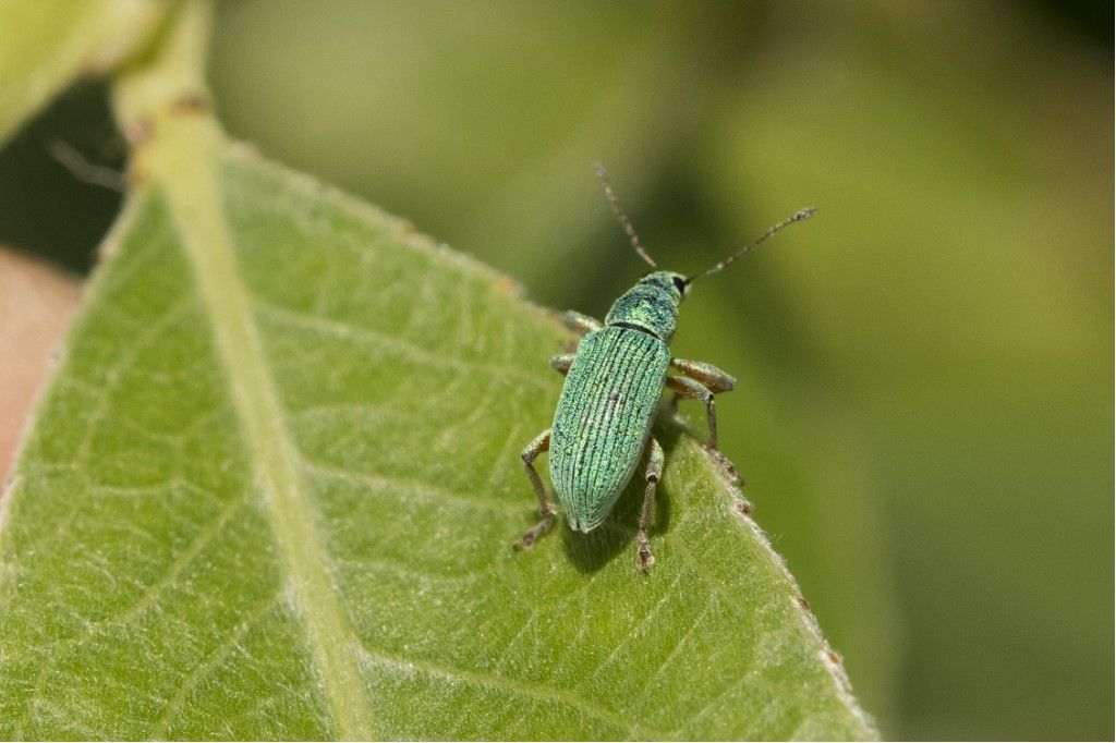 Curculionidae da determinare.
