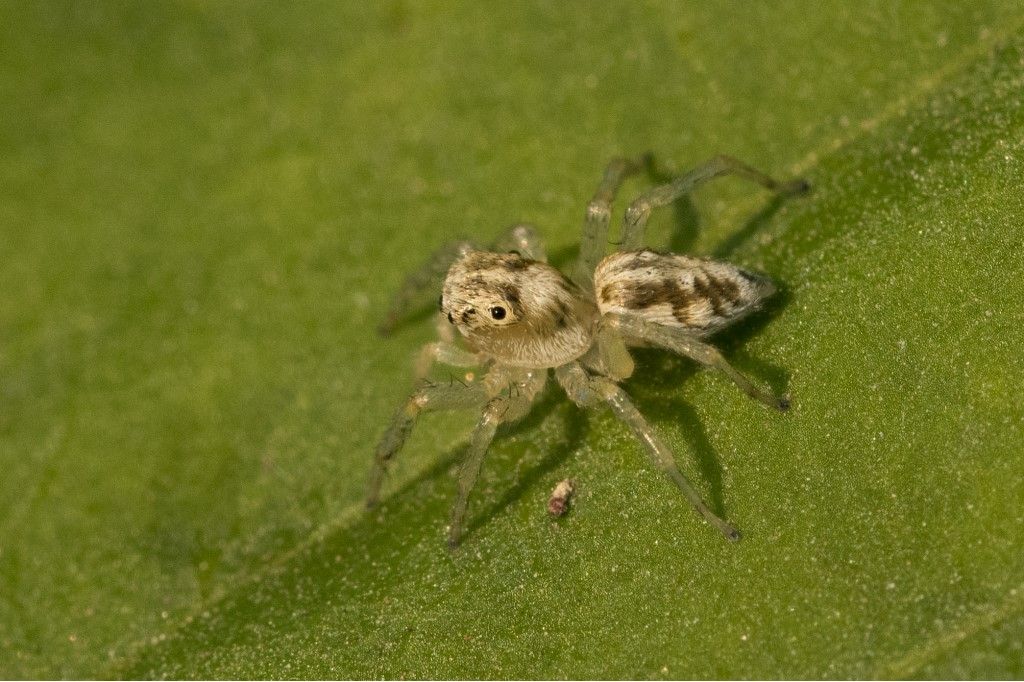 Icius sp. - Crema (CR)