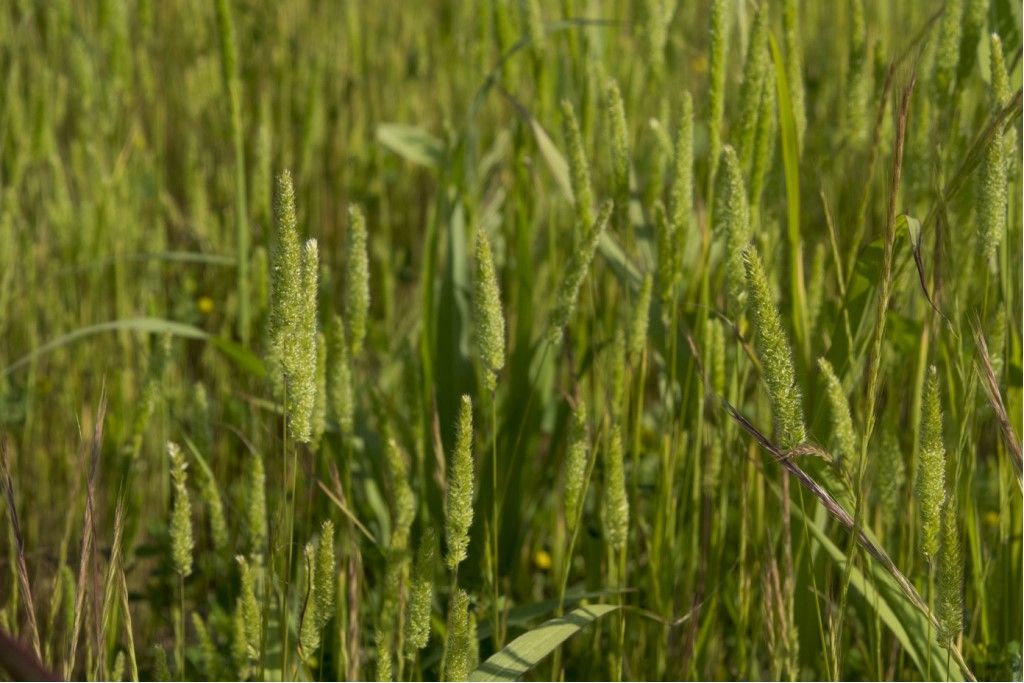 Phleum sp. (Poaceae) da confermare