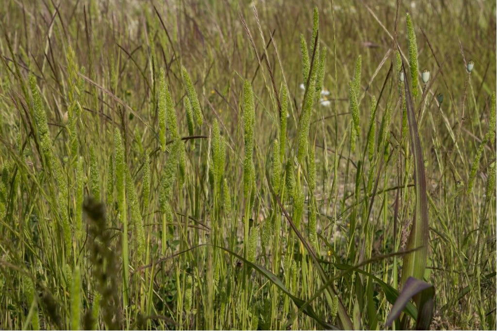 Phleum sp. (Poaceae) da confermare