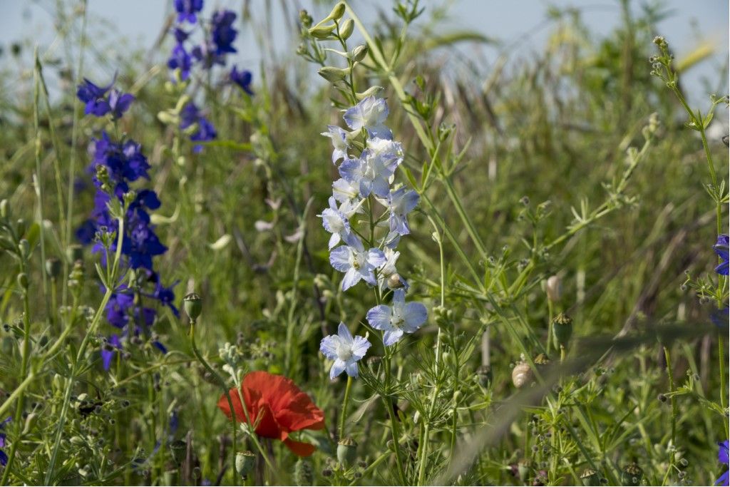 Delphinium ajacis (Ranunculaceae)