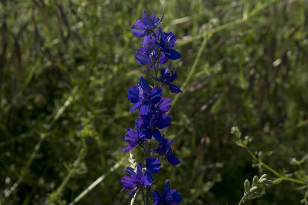 Delphinium ajacis (Ranunculaceae)