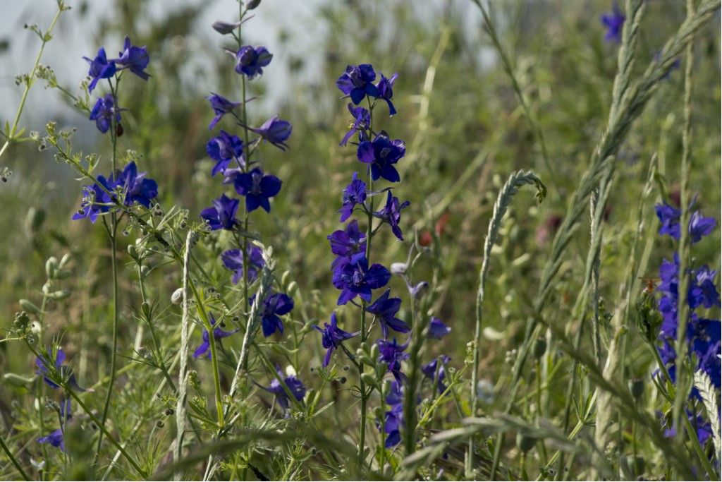 Delphinium ajacis (Ranunculaceae)