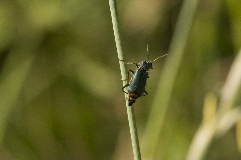 Malachiidae da id.