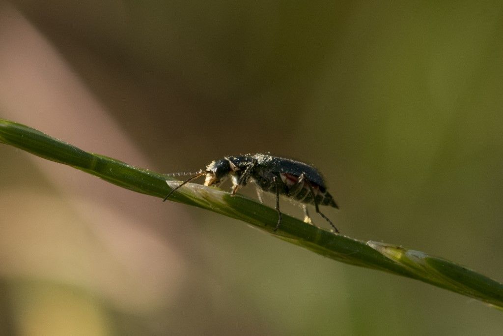 Malachiidae da id.