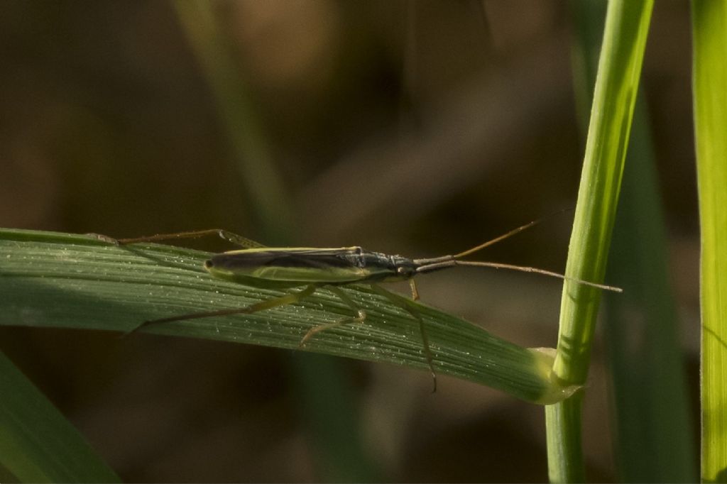 Miridae da identificare Notostira sp ?