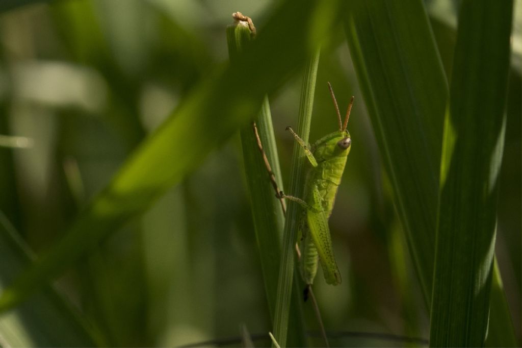 identificazione neanide