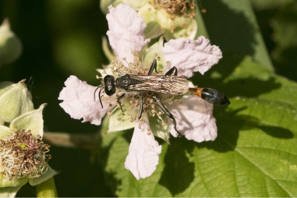 Ichneumonidae? No, Sphecidae:Ammophila cfr. sabulosa