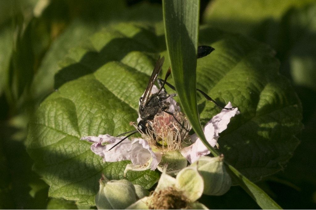 Ichneumonidae? No, Sphecidae:Ammophila cfr. sabulosa