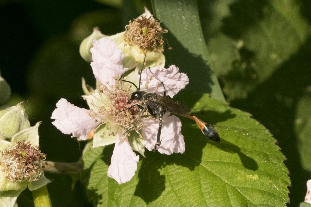 Ichneumonidae? No, Sphecidae:Ammophila cfr. sabulosa