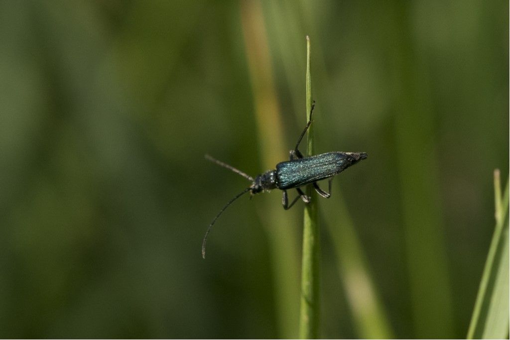 Oedemeridae. Anogcodes sp.