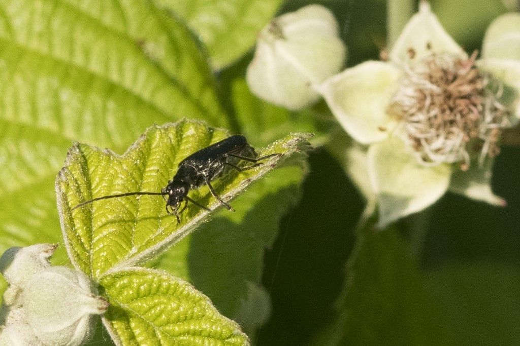 Oedemeridae: cfr. Anogcodes sp.