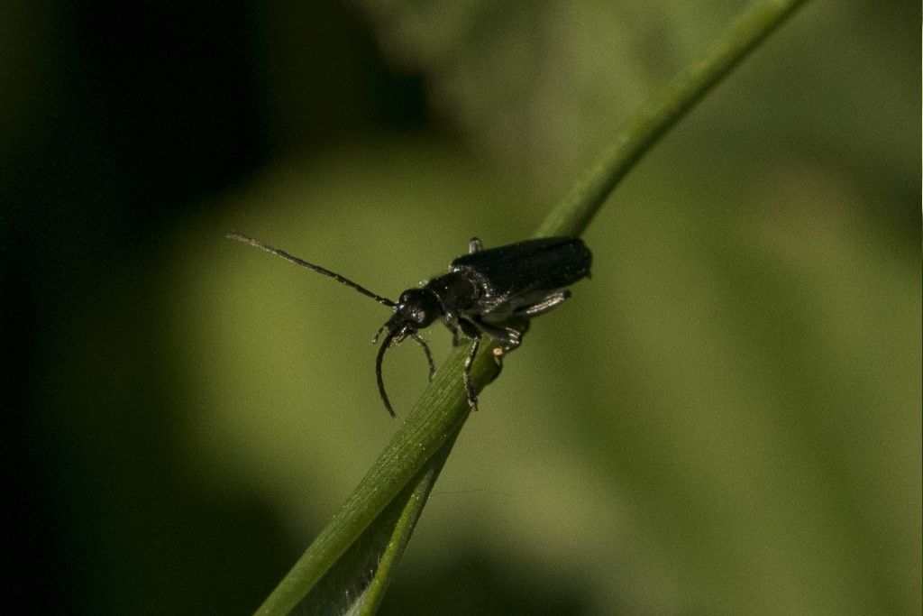 Oedemeridae: cfr. Anogcodes sp.