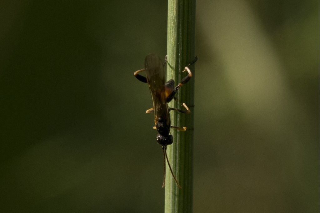 Collyria sp, femmina. (Ichneumonidae)