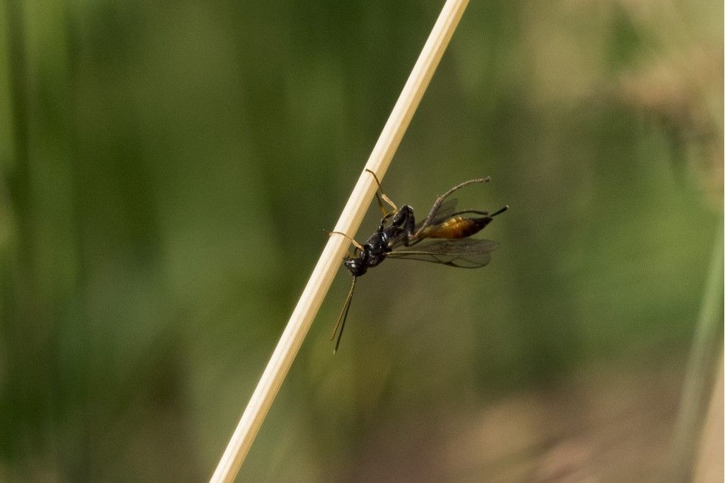 Collyria sp, femmina. (Ichneumonidae)