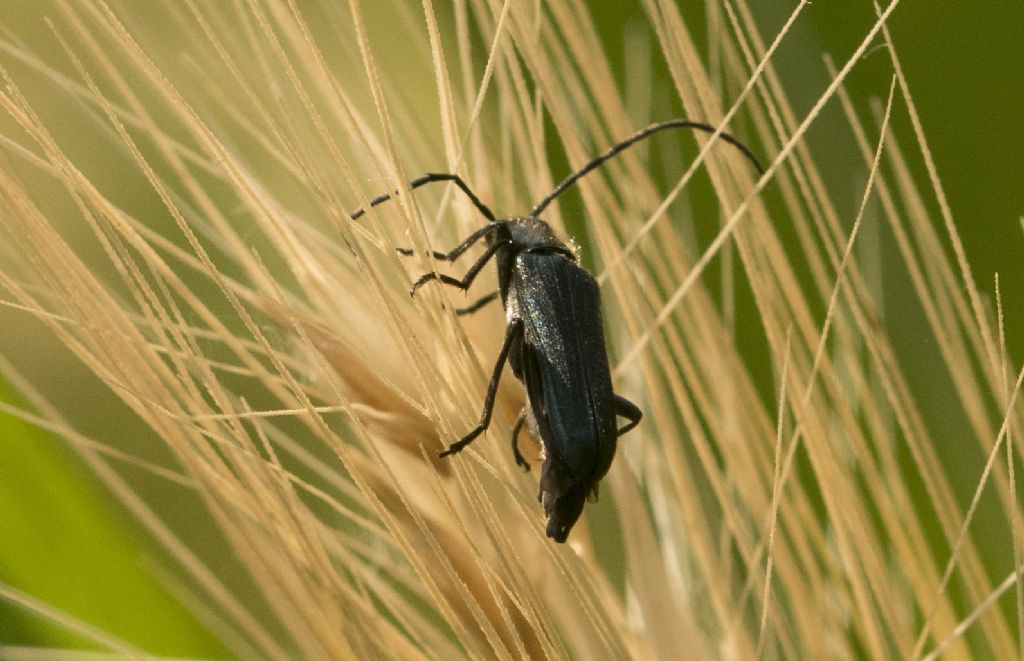 Cerambycidae  No, Oedemeridae, maschio di Anogcodes ruficollis