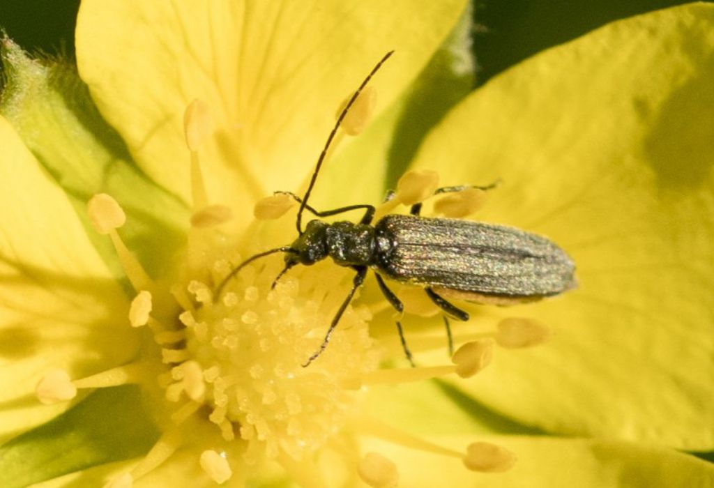 Oedemeridae: cfr. Anogcodes sp ? No, cfr. Oedemera gr. lurida