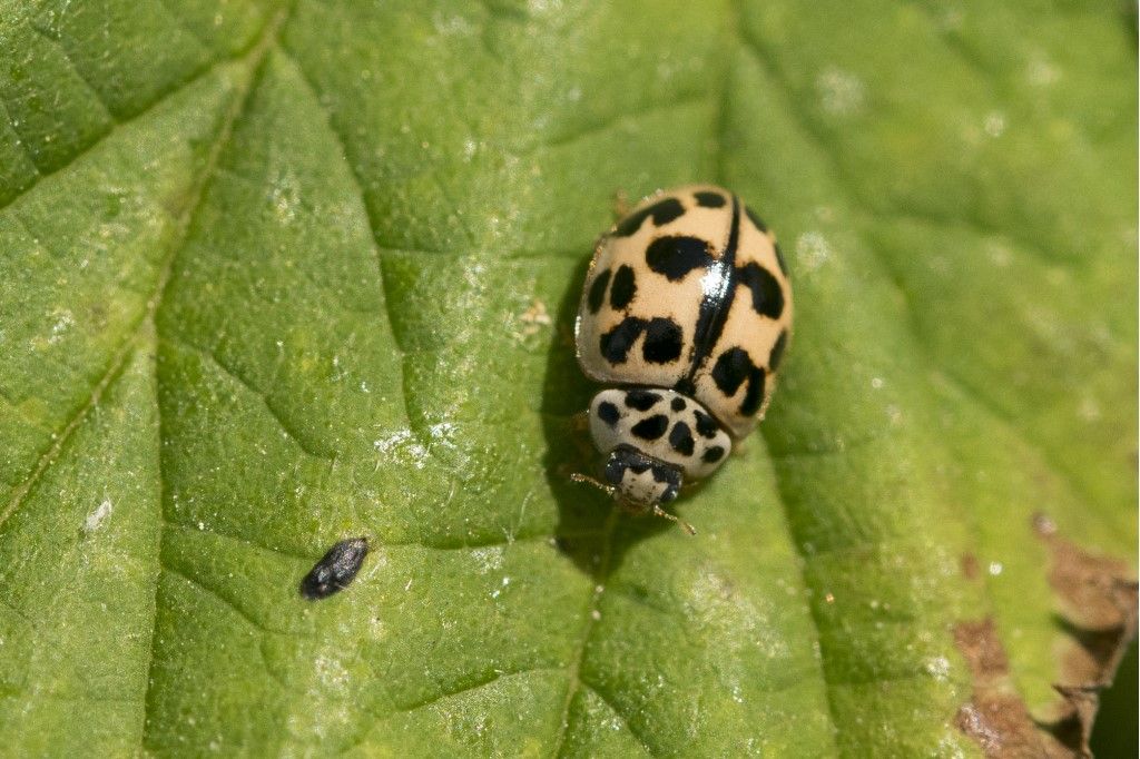 Propylea quatuordecimpunctata? No, Oenopia conglobata