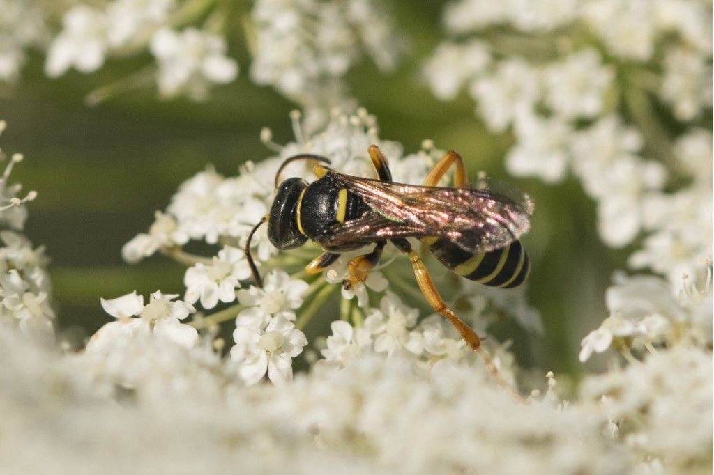 Crabronidae: Gorytes sp.