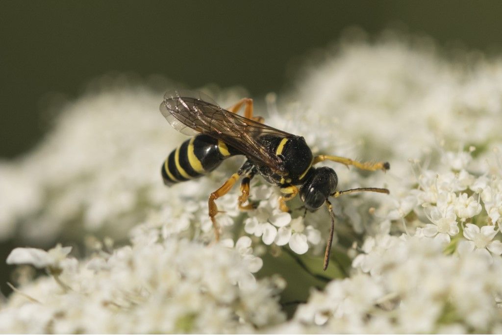 Crabronidae: Gorytes sp.