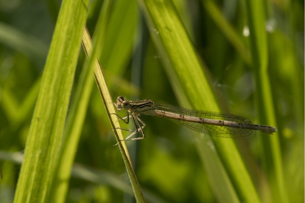 Platycnemis pennipes ?  Platycnemis pennipes e Ischnura elegans